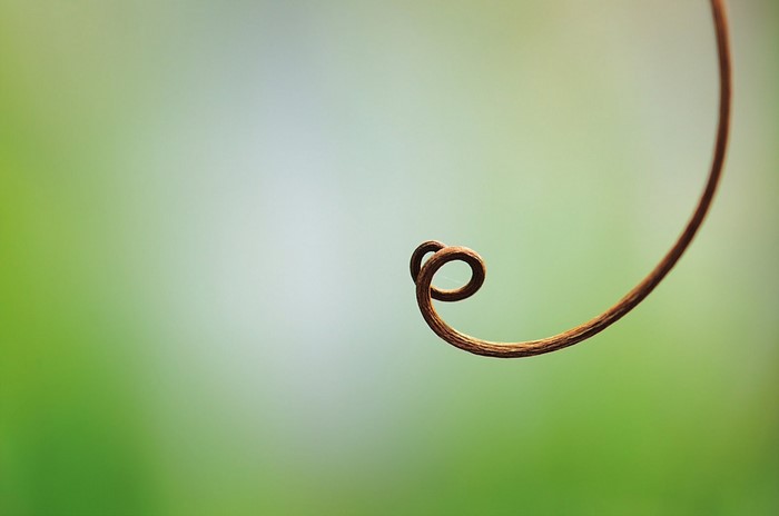 Close-up of a curly plant tendril against a blurred green background