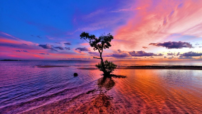 Tree in the ocean during sunset with colorful sky