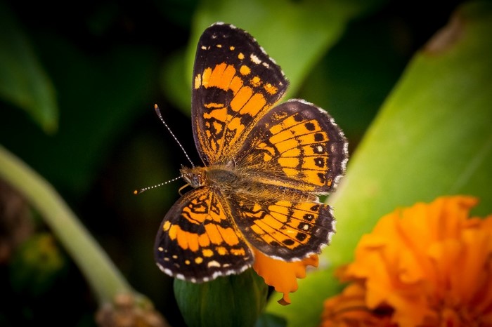 Orange and black butterfly on a flower