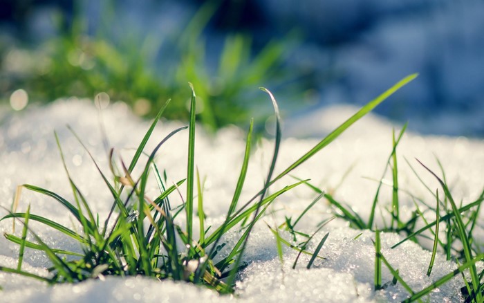 Green grass blades emerging from snow in macro photography