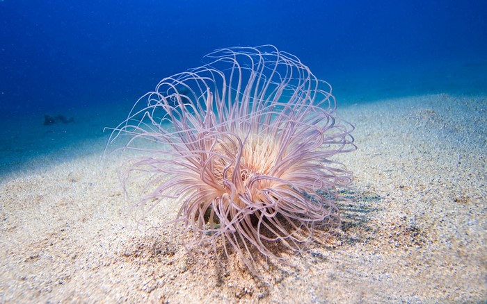 Sea anemone with tentacles on sandy seabed