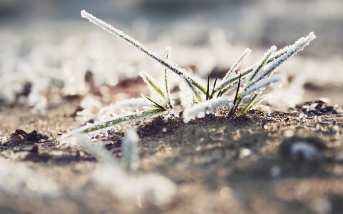 Close-up of frosted grass blades on the ground