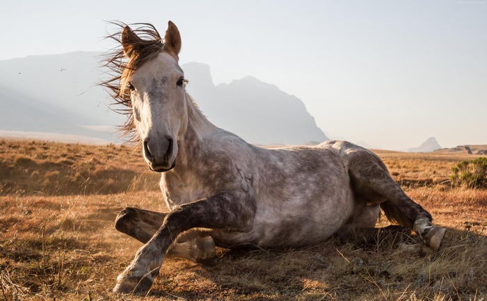 Horse rolling in dry grass in Africa