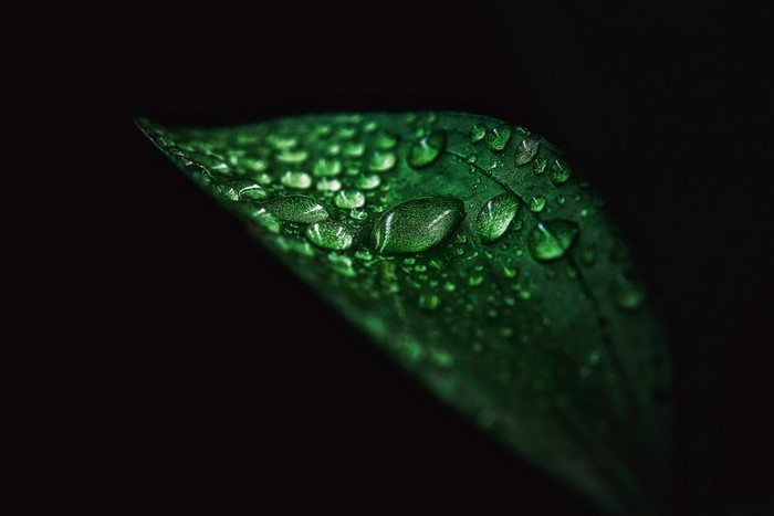 Close-up of a green leaf with water drops