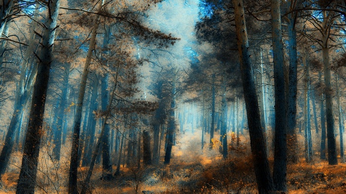 Misty forest with tall trees and autumn foliage