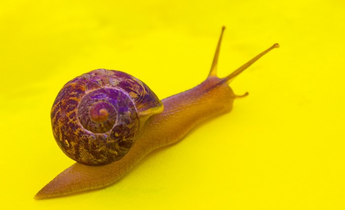 Macro shot of a snail on a yellow background