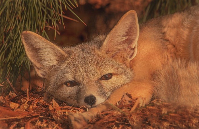 Close-up of a fox resting in dry leaves and pine needles