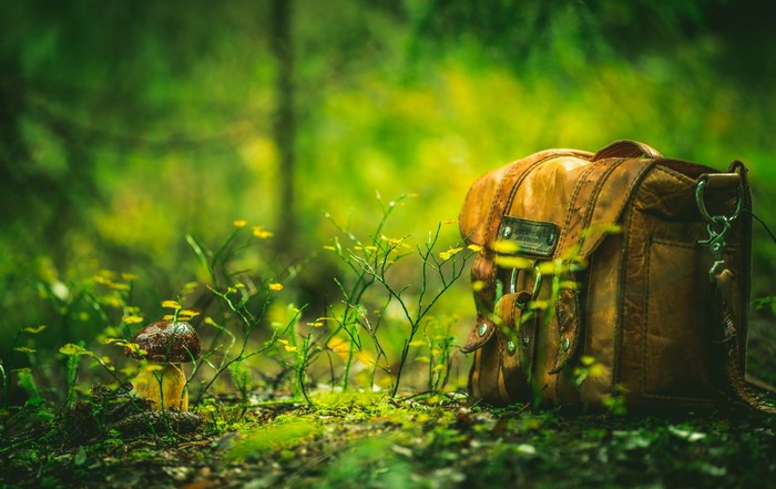 Leather bag and mushroom in a forest