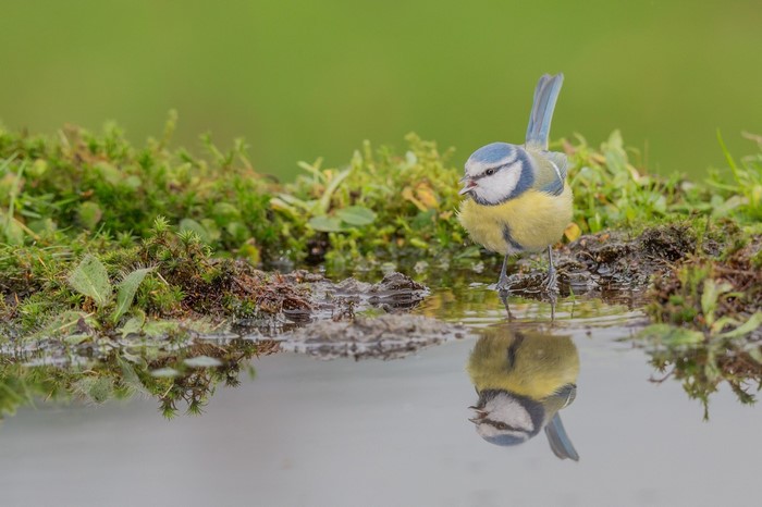 Blue tit bird drinking water with reflection