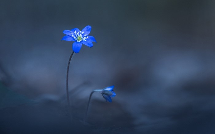 Two blue flowers in a dark forest