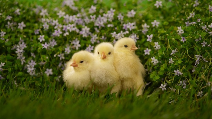 Three Yellow Baby Chicks Among Purple Flowers and Grass