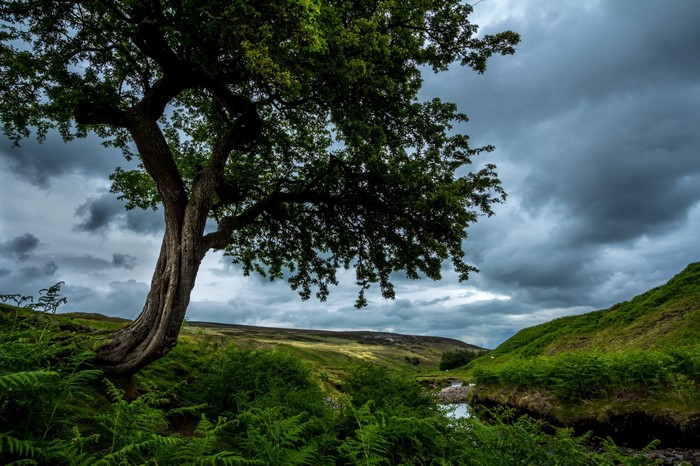 Twisted tree on a grassy hill under stormy clouds