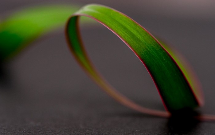 Close-up of a green leaf with red edges