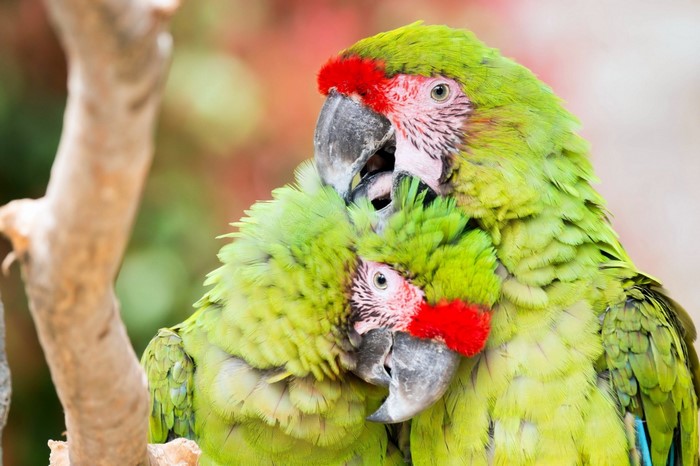 Two green macaws with red markings on their faces