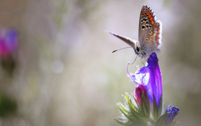 Butterfly on a purple flower