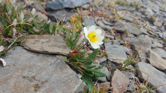 White wildflower with yellow center growing among rocks