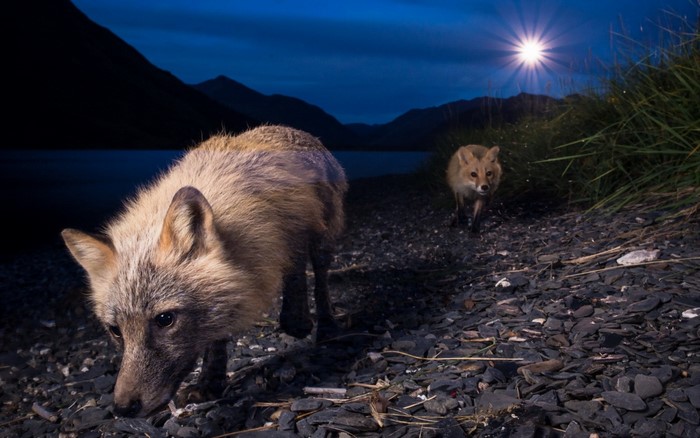 Two foxes on a rocky shore at night