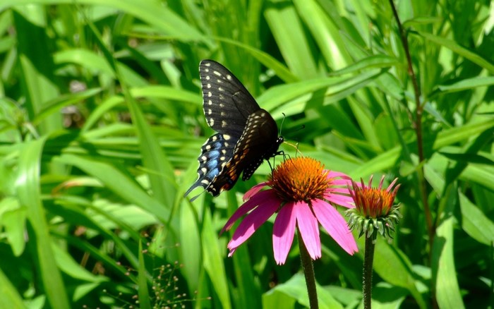 Black butterfly on a pink coneflower