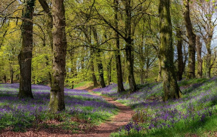 A winding path through a forest carpeted with bluebells