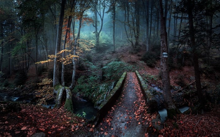 Autumn forest with a stone bridge over a stream