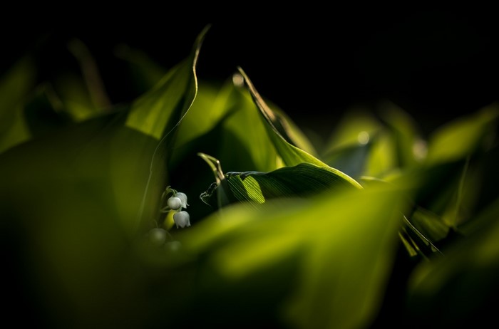 Lily of the valley flowers and leaves in sunlight