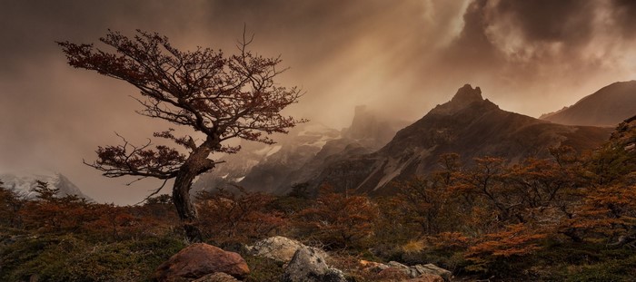 Autumn tree in misty mountains