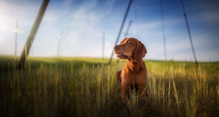 Vizsla dog lying in tall grass with power lines