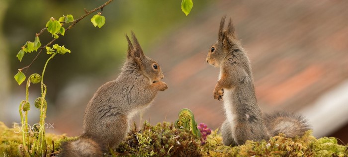 Two squirrels on mossy ground with ferns and branches