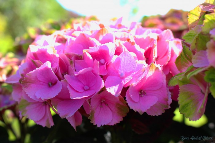 Close-up of pink hydrangea flowers with green leaves