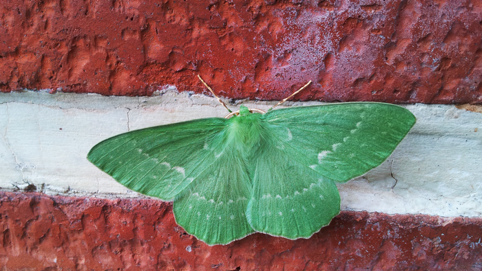 Green moth on a brick wall