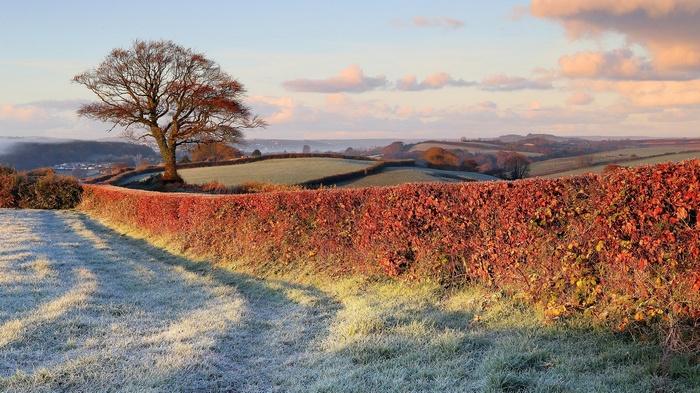 Frosty field and hedgerow with a lone tree