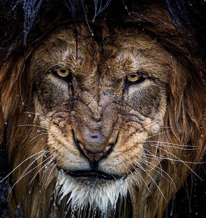 Close up of a wet lion's face with water drops