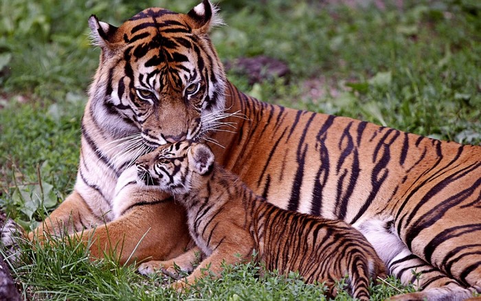 Mother tiger cuddling her cub in grass