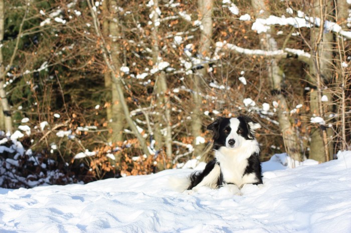 Black and white Border Collie dog lying in the snow