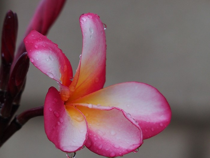Close up of a pink and yellow plumeria flower with water droplets