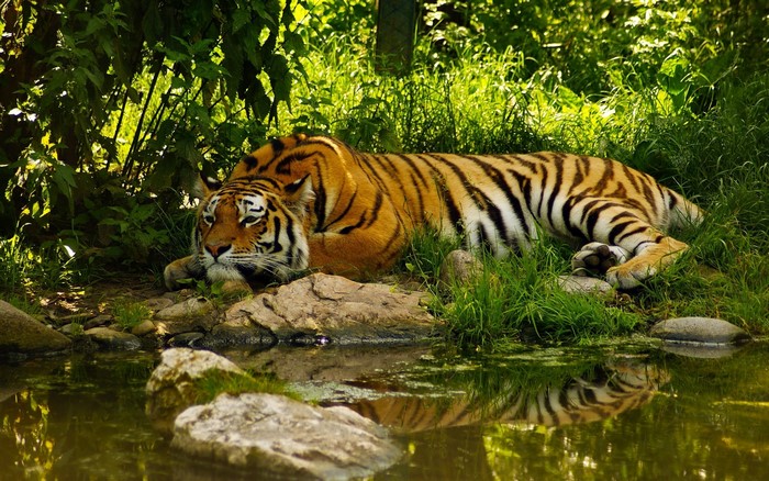 Tiger resting by the water in a forest