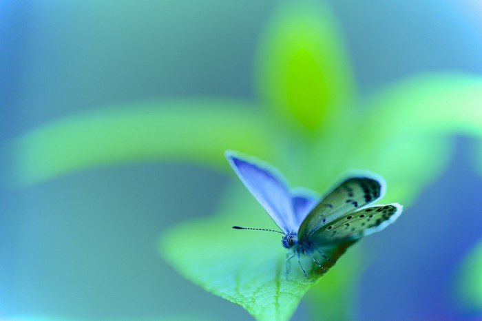 Close-up of a butterfly on a green leaf