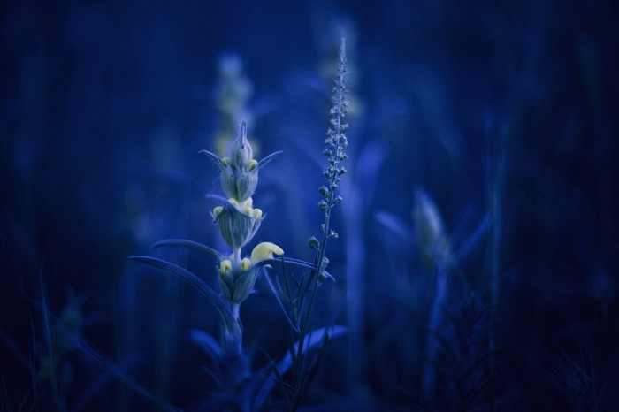 Blue flowers and plants in macro photography