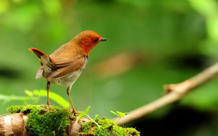 Colorful Robin Bird Perched on Mossy Branch