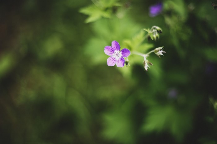 Purple wildflower with green foliage