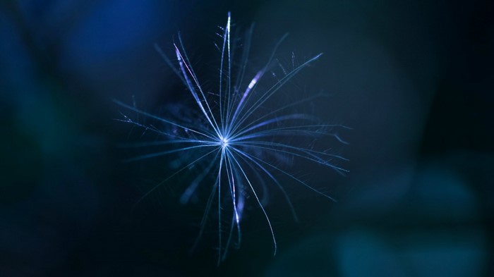Close-up of a dandelion seed with blue light