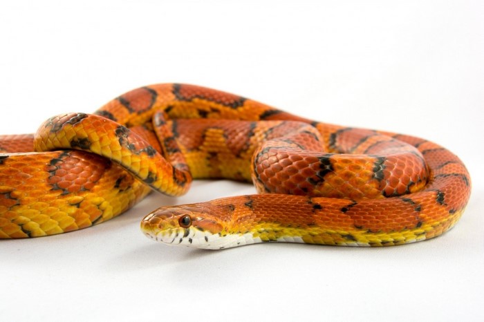 Animals, Snake, Serpent, Corn Snake, Boa Constrictor, Kingsnake 