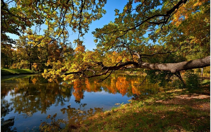 Autumn forest reflected in a calm lake