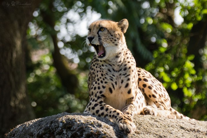 Cheetah yawning on a rock with trees in the background