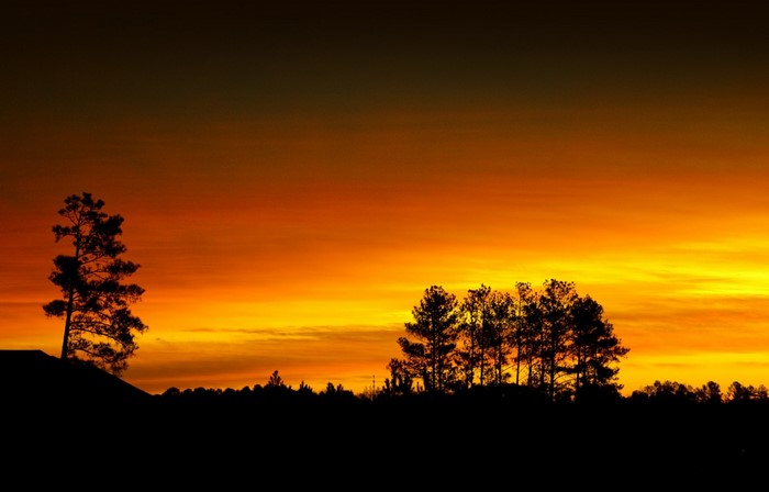 Silhouette of trees against a vibrant sunset sky