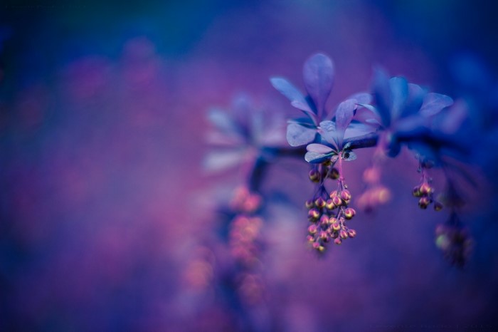 Purple and blue flowers on a branch with bokeh