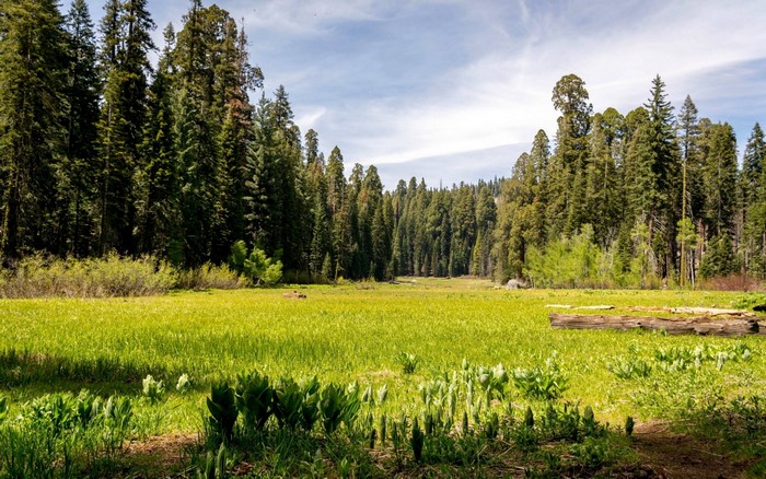 A sunlit meadow surrounded by a dense forest of tall trees.