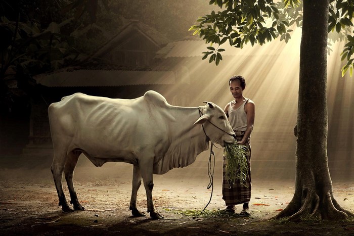 Man feeding a white cow under sunlight