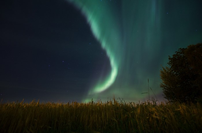 Aurora Borealis over a field of grass