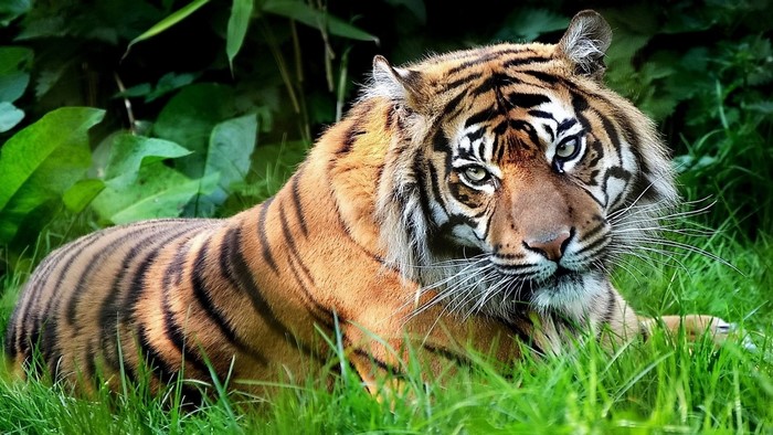 Tiger lying in green grass and foliage